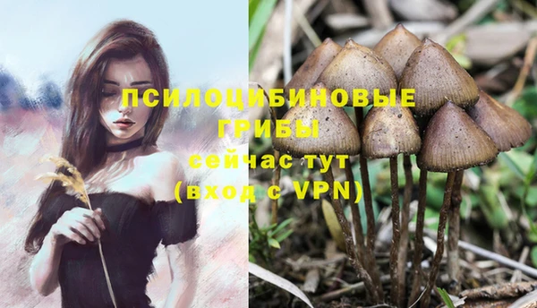 индика Беломорск